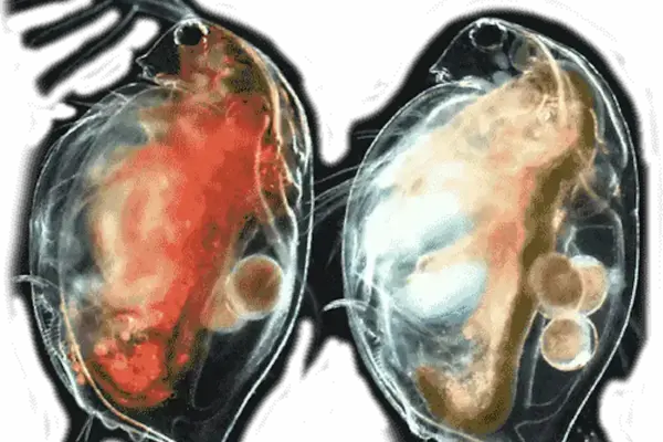 Two translucent daphnia under a microscope. Left has a reddish interior; right has a pale orange interior with eggs.